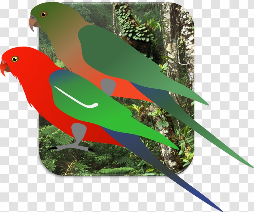 Lovebird Macaw Loriini Parakeet Borneo Lowland Rain Forest - Military - King Parrot Transparent PNG