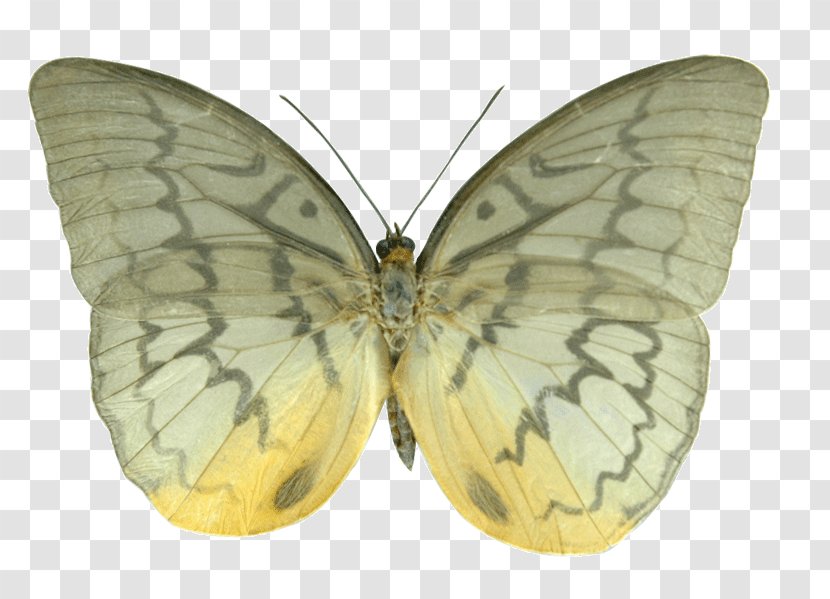 Clouded Yellows Brush-footed Butterflies Silkworm Pieridae Butterfly - Brushfooted Transparent PNG