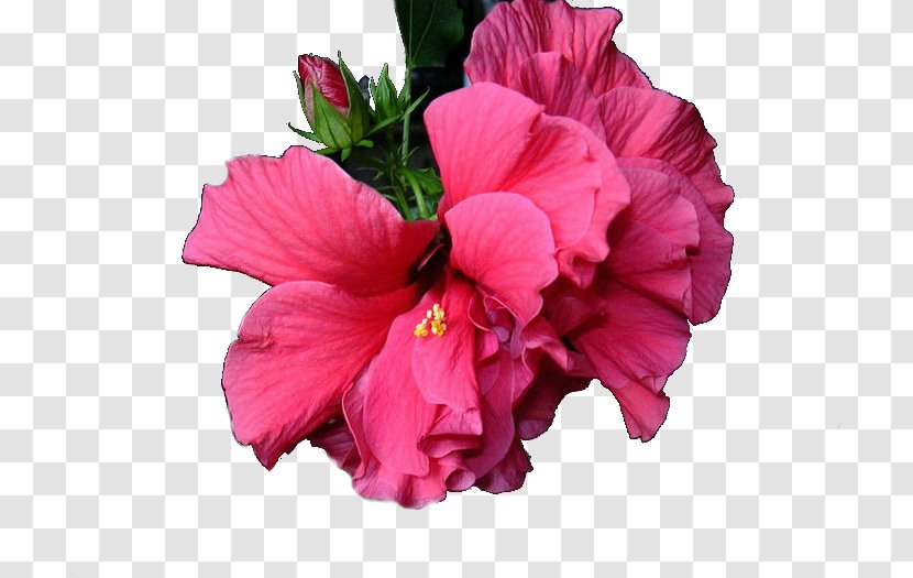 Shoeblackplant Cut Flowers Pink M Petal Annual Plant - Mallow Family Transparent PNG