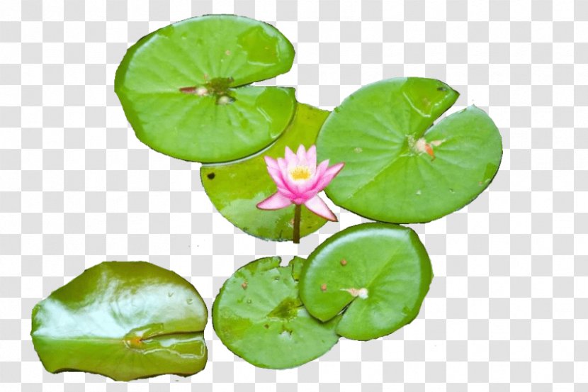 Water Lilies Clip Art Image Openclipart - Aquatic Plant - Agriculture Background Transparent PNG