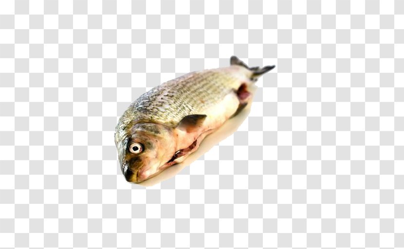 Whitefish Ice - Fishing - An Edible Fish Transparent PNG