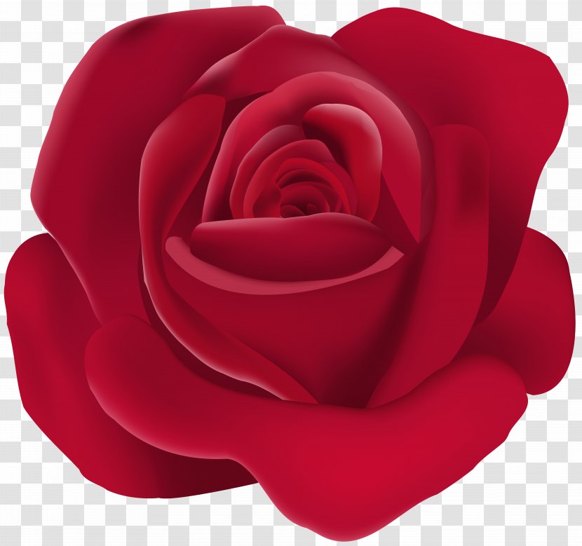 Garden Roses Rosa Chinensis Clip Art - Flowering Plant - Rose Image Transparent PNG