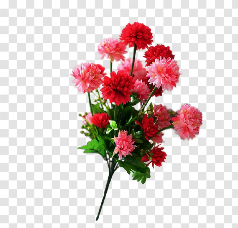 Shoeblackplant Cut Flowers Carnation Ornamental Plant - Flower Transparent PNG