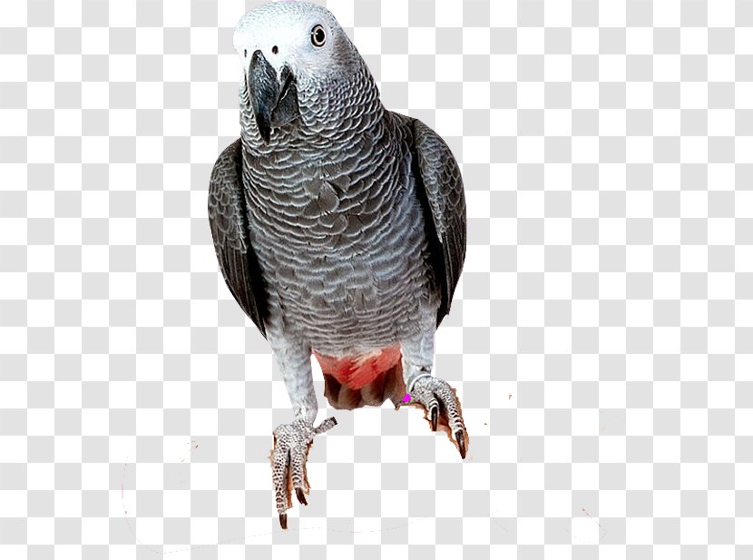 Parrot Bird Parakeet - Grey Transparent PNG