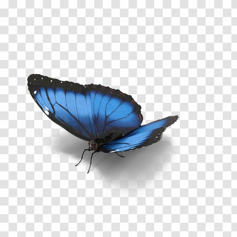 Butterfly Morpho Menelaus Lycaenidae Blue - Arthropod - Shaded Transparent PNG