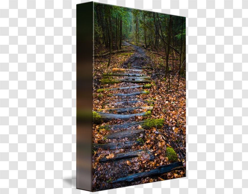 Gallery Wrap Canvas Forest Tree Art - Printing - Path Transparent PNG