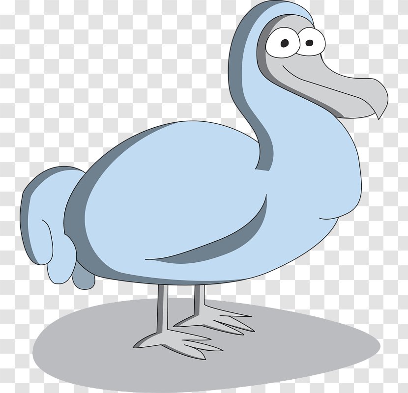 Duck Flightless Bird Crane Seabird - Vertebrate Transparent PNG