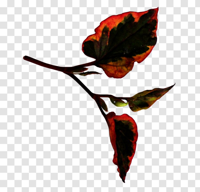 Leaf Petal Blog Tree Clip Art - Flora Transparent PNG