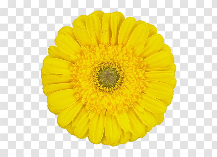 Yellow Transvaal Daisy Color Red White - Limon Transparent PNG