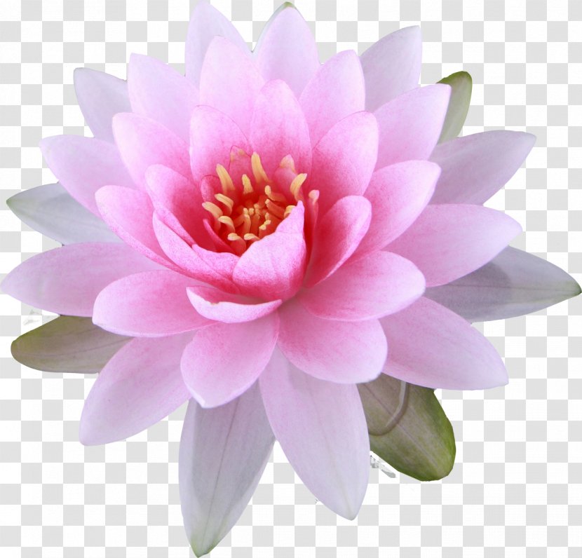 Nelumbo Nucifera Buddhism Buddhist Symbolism Flower - Sacred Lotus - Lily Transparent PNG