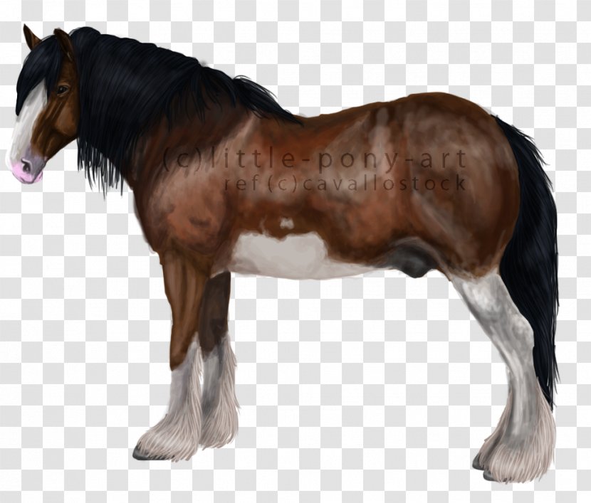 Stallion Mustang Foal Mare Colt Transparent PNG