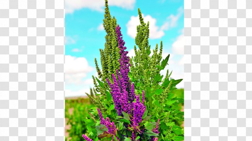 Lavender Hyssopus Shrub Tree Lupin Limited Transparent PNG