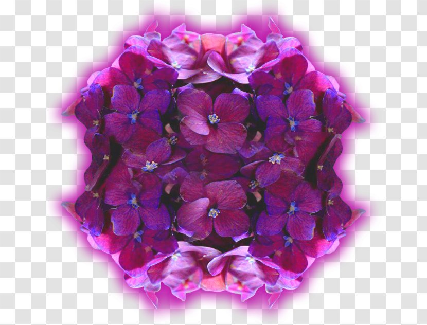 Hydrangea Violet Cut Flowers Petal Вербена М - Magenta - билкова аптекаViolet Transparent PNG