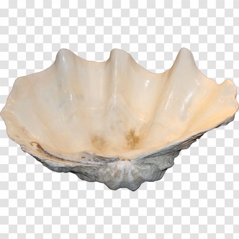 Clam Soap Dishes & Holders Mussel Oyster Tableware - Scallop - Seashell Transparent PNG