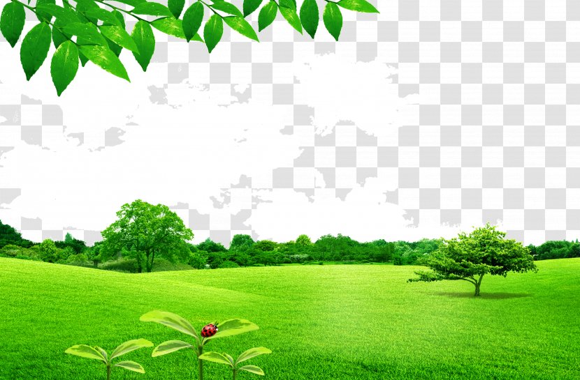 Leafy Lawn - Leaf - Field Transparent PNG