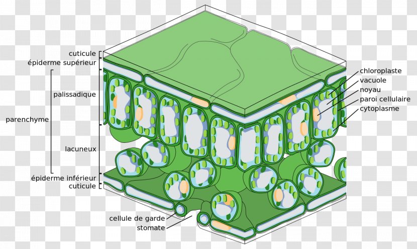 Epidermis Palisade Cell Tissue Leaf Photosynthesis - Mesofil Transparent PNG