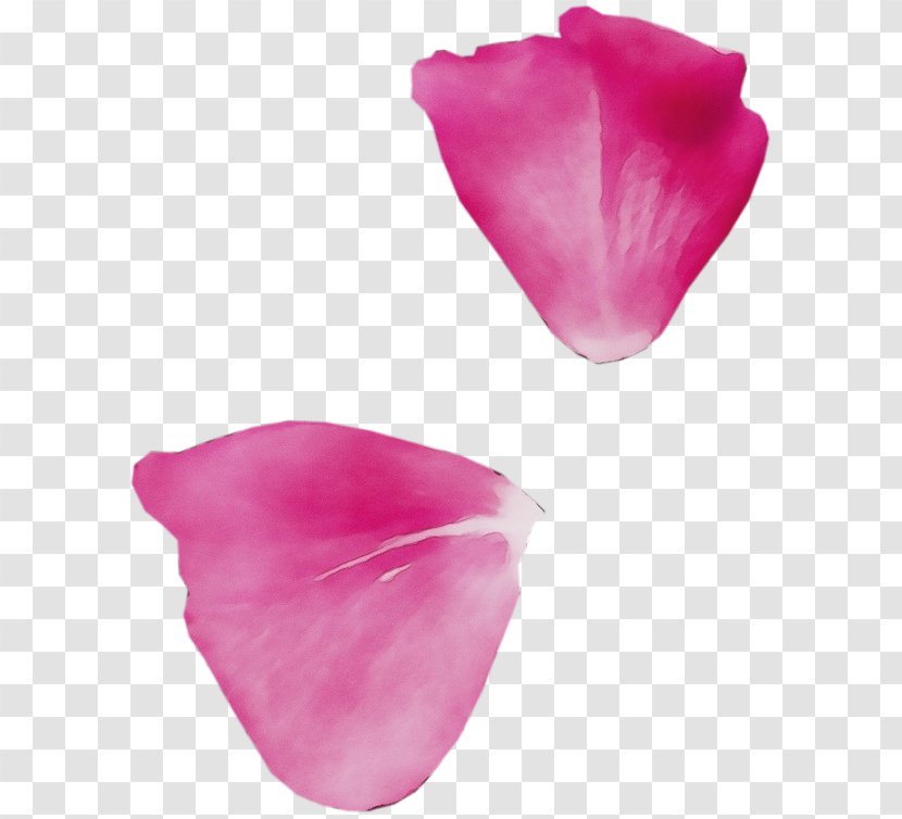 Petal Pink Magenta Flower Tulip - Herbaceous Plant Transparent PNG