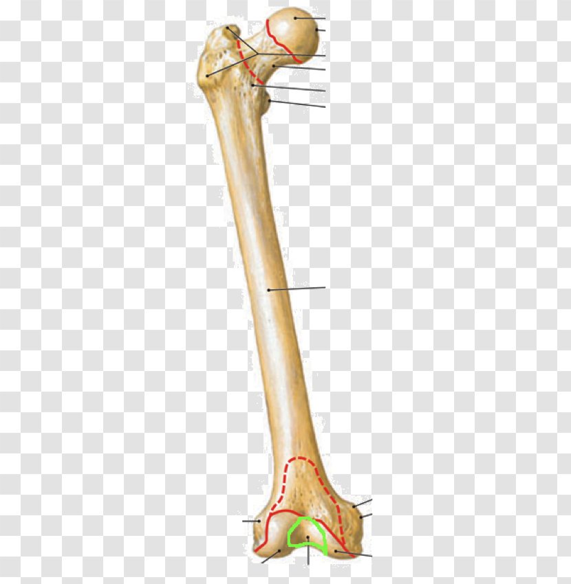 Lateral Epicondyle Of The Femur Medial Anatomy Condyle - Heart - Watercolor Transparent PNG