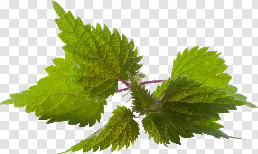 Common Nettle Hair Oil Washing Herb - Thee Transparent PNG
