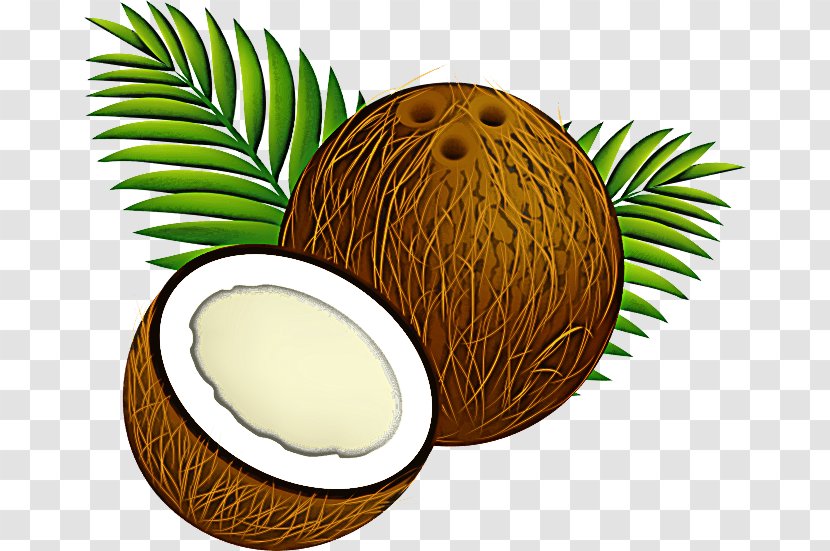Palm Tree - Arecales Plant Transparent PNG