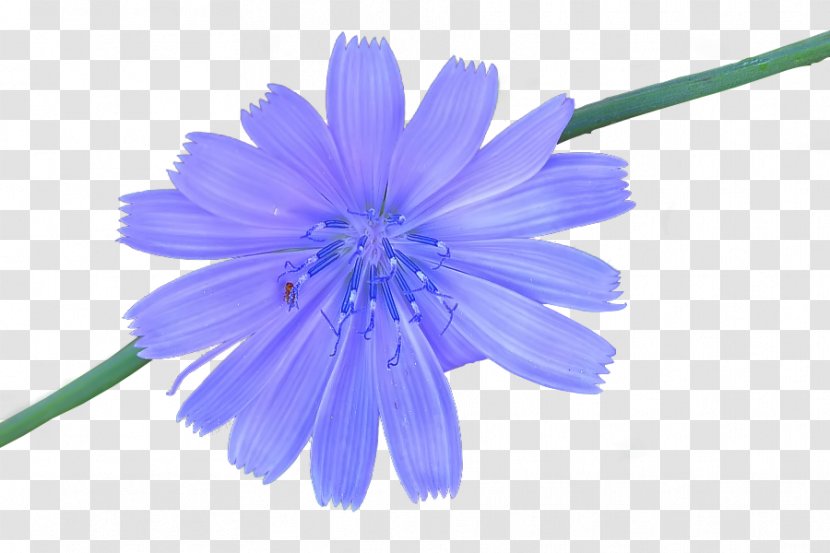 Chicory - Cosmos Transparent PNG
