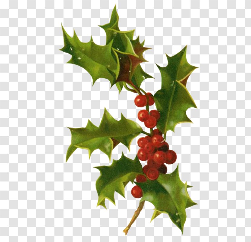 Holly Christmas Card Ornament Clip Art Transparent PNG