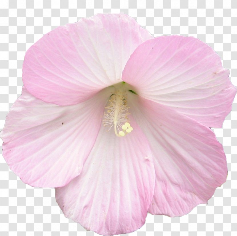 Rosemallows Artificial Flower Clip Art - Blume Transparent PNG