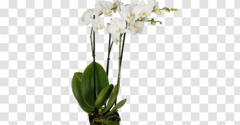 Moth Orchids Cut Flowers Plant Transparent PNG