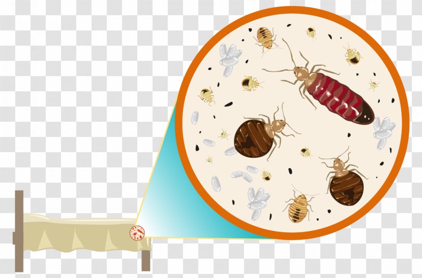 Cockroach Bed Bug Control Techniques Pest Bite - Vector Transparent PNG