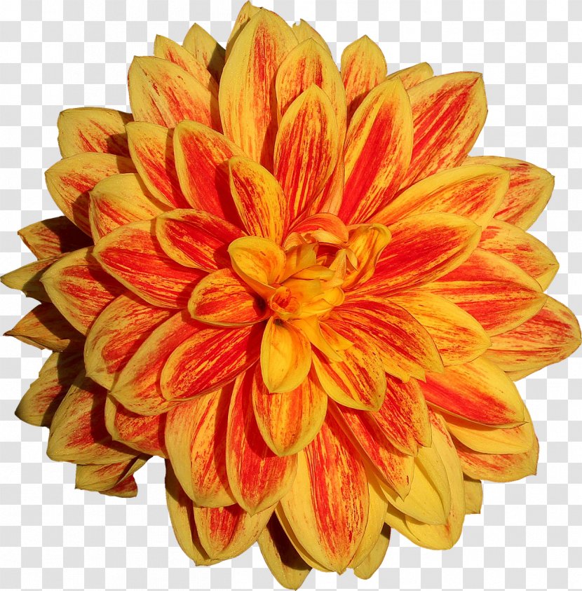 Dahlia Flower - Cut Flowers Transparent PNG