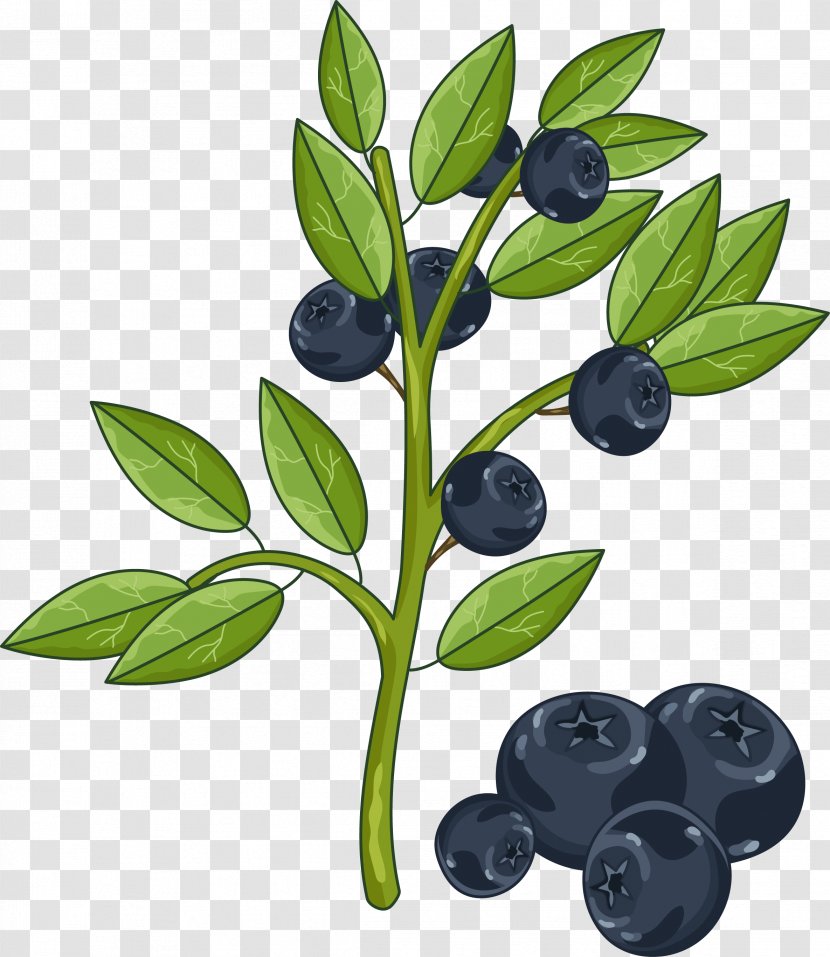 Illustration - Photography - Hand-painted Vector Blueberries Transparent PNG