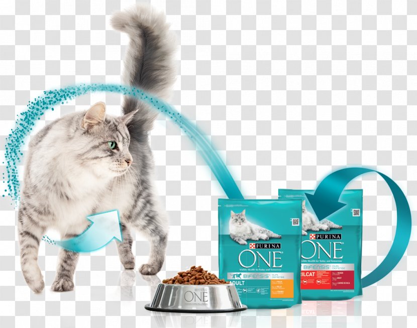 Kitten Cat Food Purina One Nestlé PetCare Company Muestra Transparent PNG