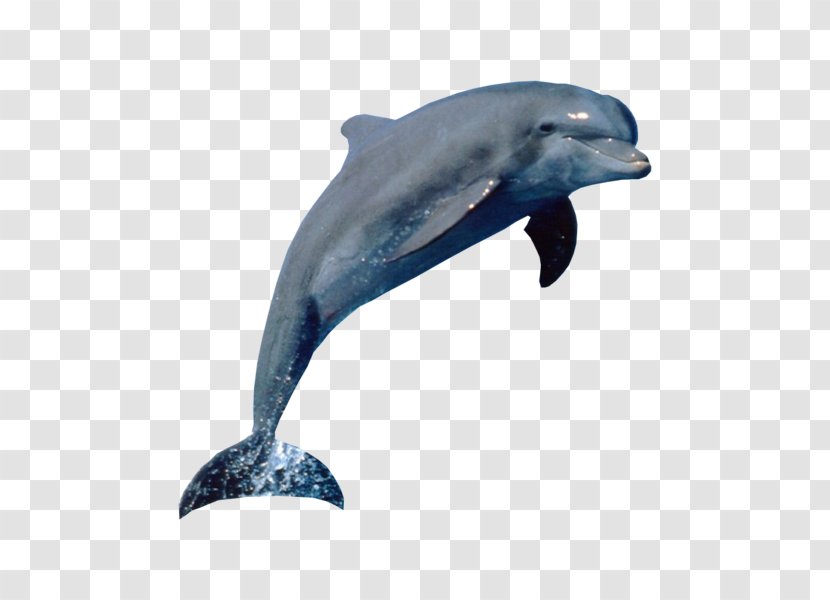 Dolphin Tux Paint Aquatic Mammal - Whale Transparent PNG