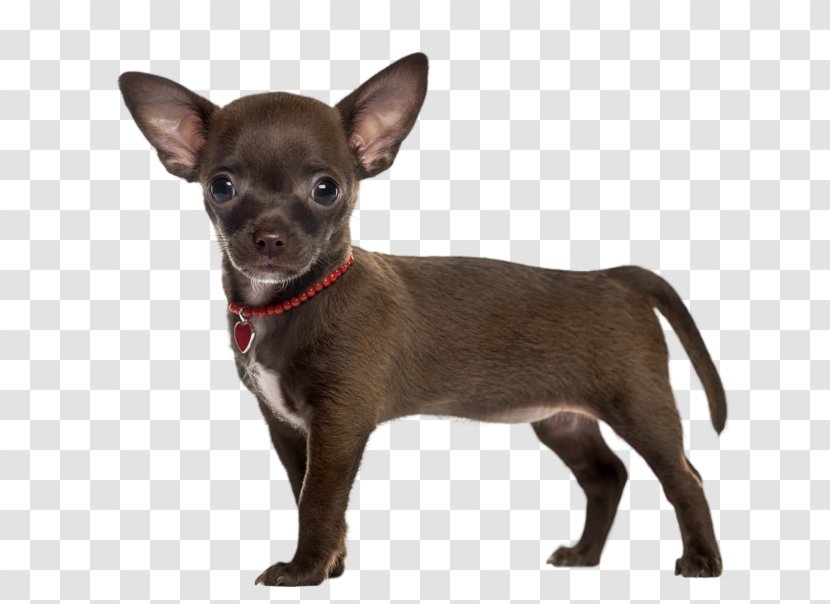 Chihuahua Russkiy Toy Puppy English Terrier Companion Dog - 2018 Adorable Dogs Transparent PNG