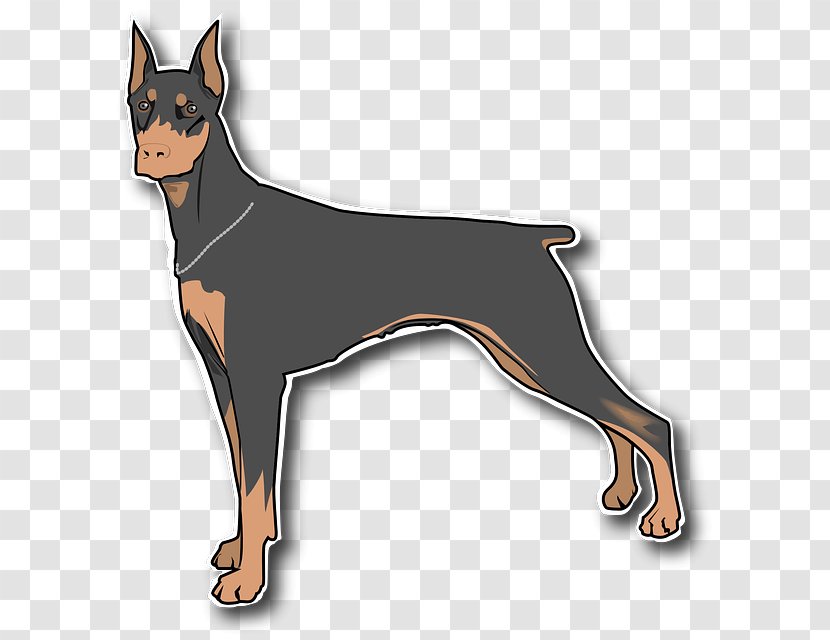 Dobermann Miniature Pinscher Great Dane Manchester Terrier German - Tail - Vertebrate Transparent PNG