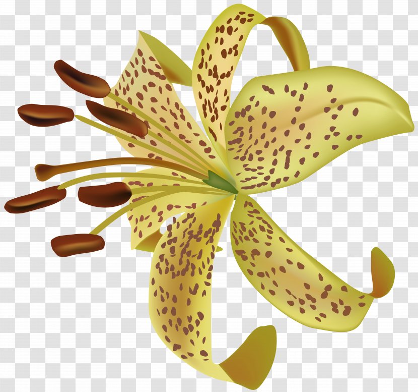 Image File Formats Lossless Compression - Flowering Plant - Exotic Flower Transparent Clip Art Transparent PNG