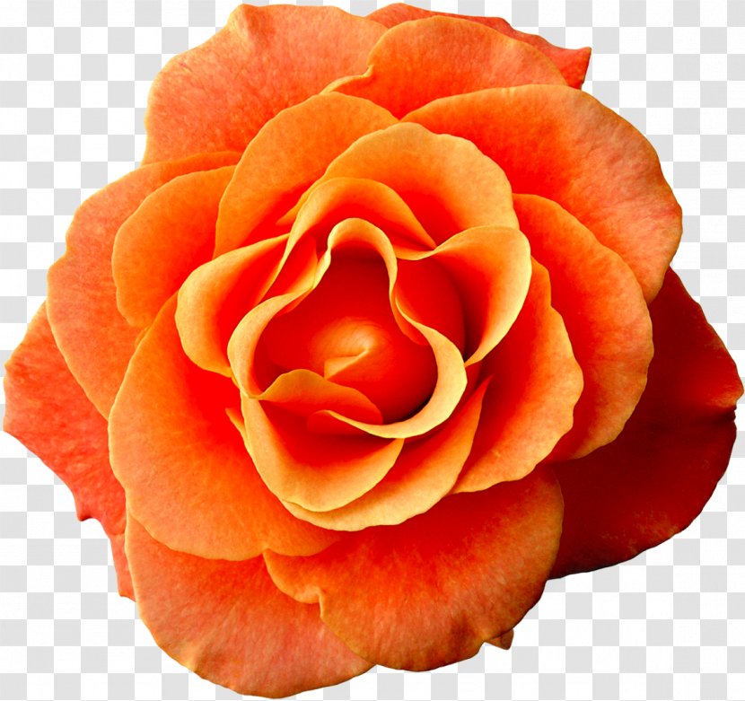Garden Roses Dress Hairstyle Flower - Petal - Rose Transparent PNG