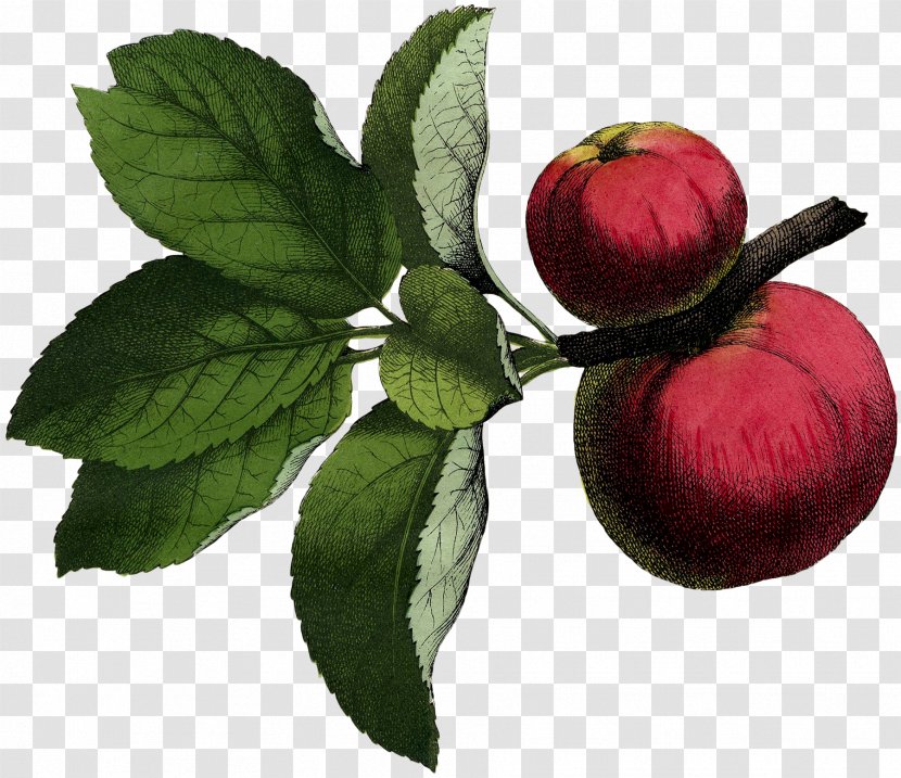 Illustration Fruit Poster Graphics Image - Botanical - Apple Transparent PNG