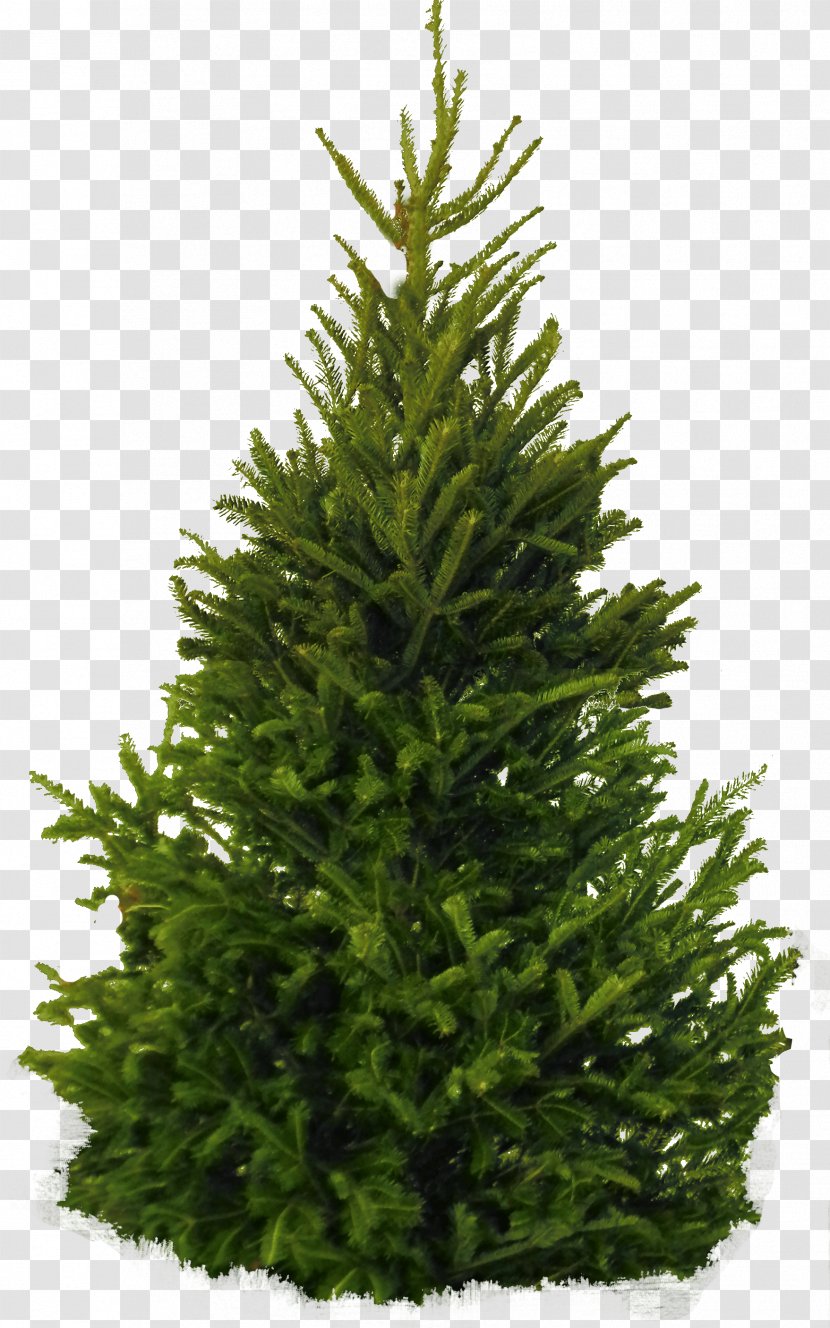 Fir Pine Cedar Tree - Christmas - Fir-Tree Image Transparent PNG