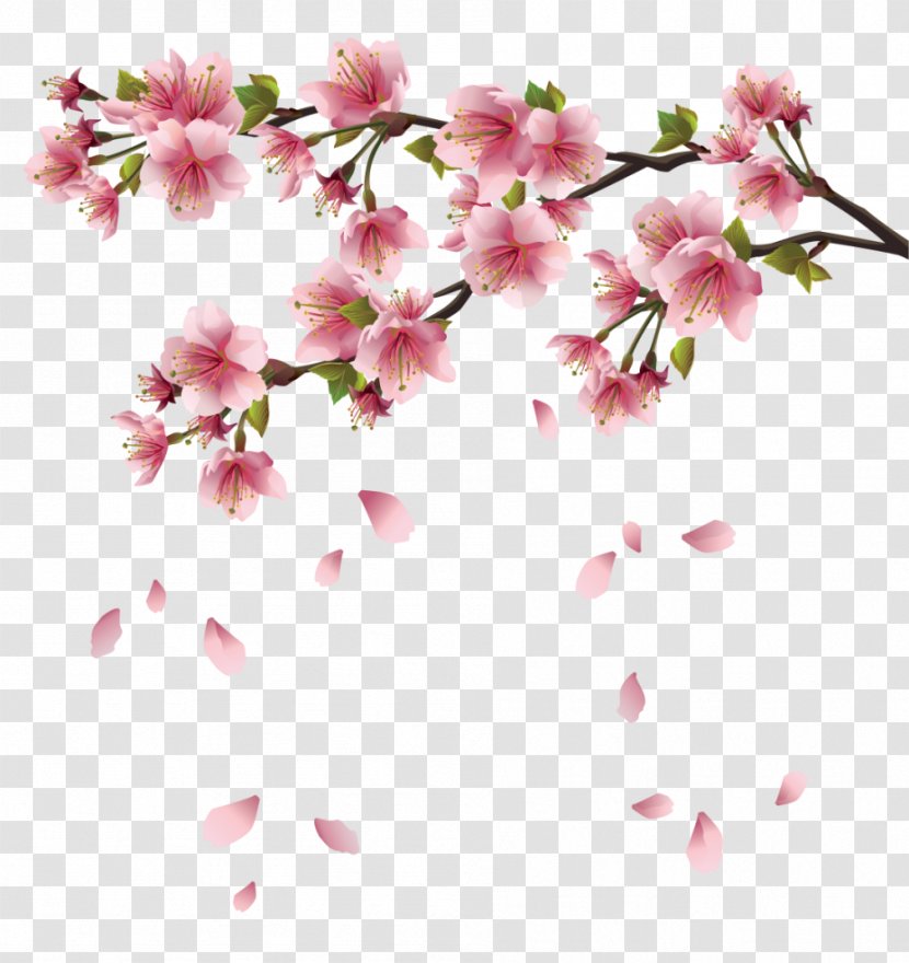 Cherry Blossom Android Desktop Wallpaper Google Play - Peach Branch Transparent PNG