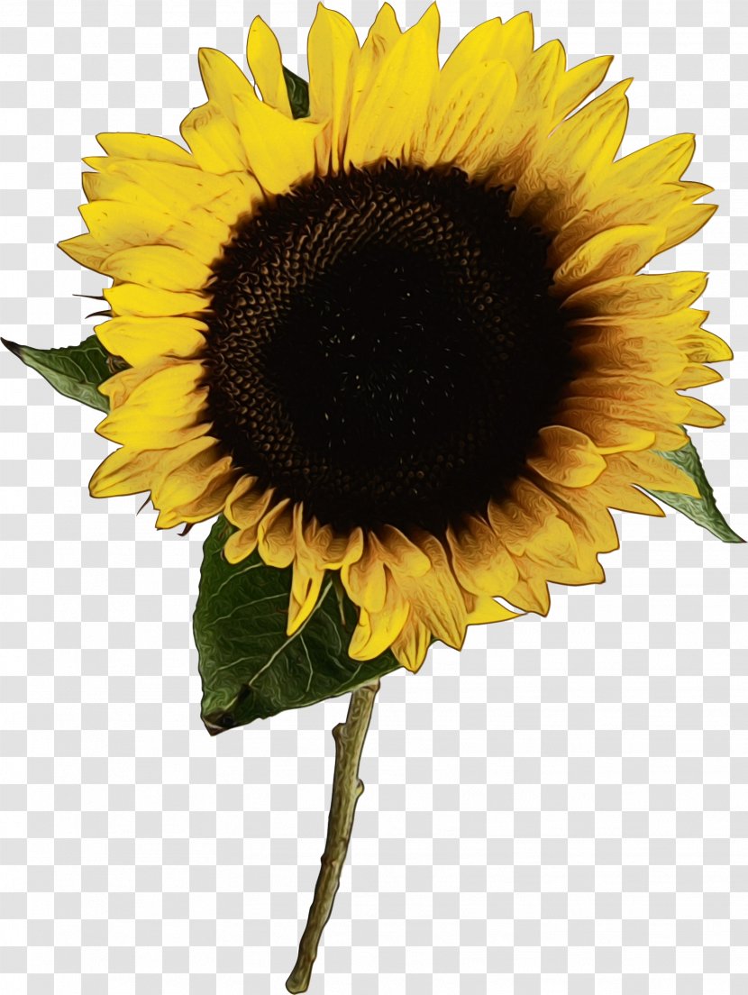 Sunflower - Watercolor - Seed Vegetarian Food Transparent PNG