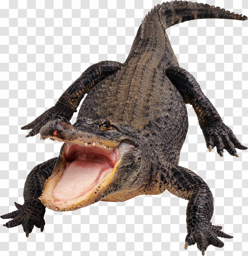 Amazon.com Alligator Crocodile Flashcard - Crocodilia Transparent PNG