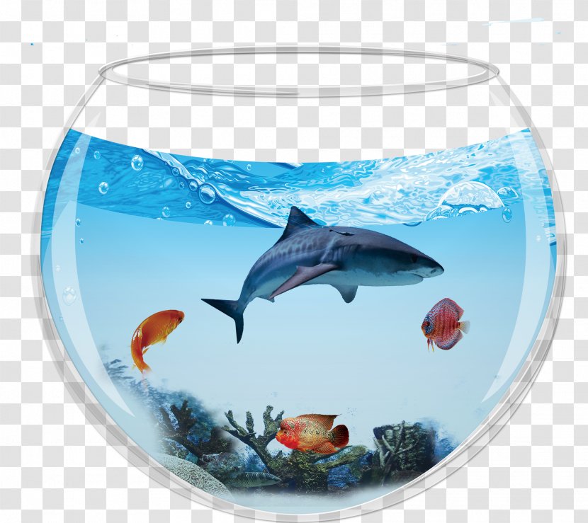 Dolphin Shark Aquarium Fish - Marine Biology - Containing Sharks Transparent PNG