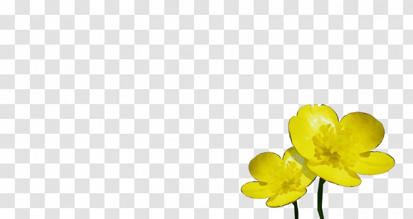 Flowers Background - Plant Stem - Canola Narcissus Transparent PNG