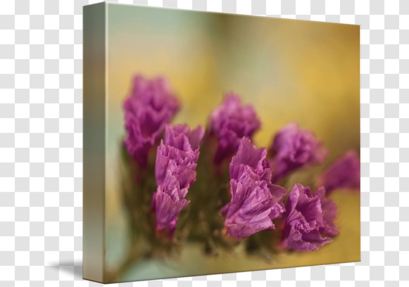 Floral Design Family Violet - Flower Transparent PNG
