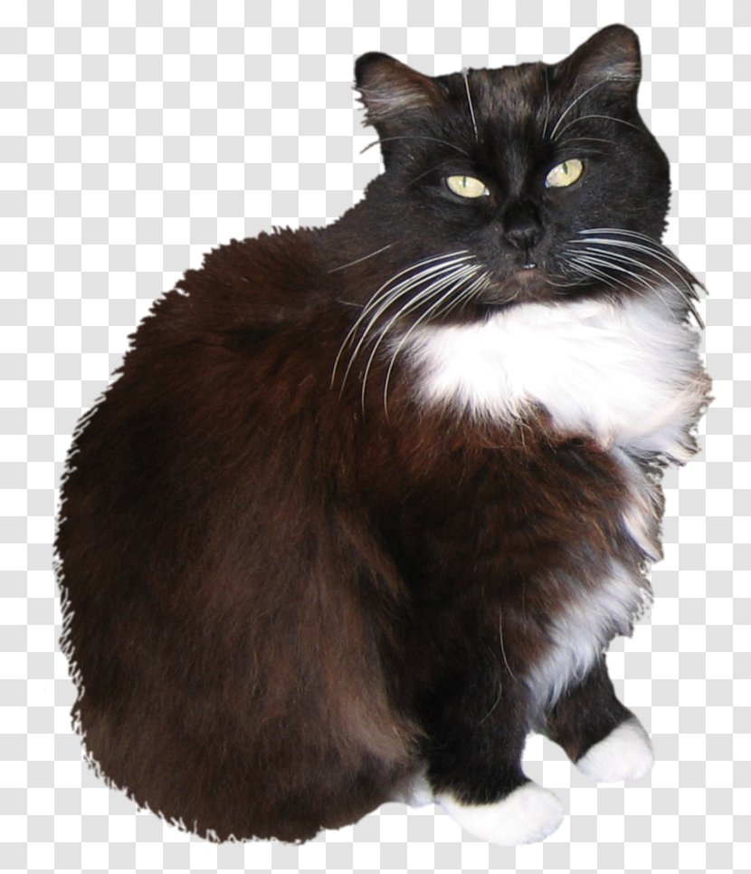 Ragamuffin Cat Manx Asian Semi-longhair Norwegian Forest Nebelung - Black Transparent PNG