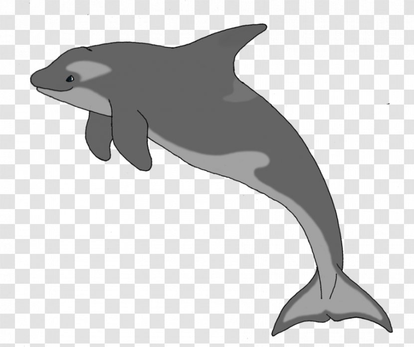 Common Bottlenose Dolphin Short-beaked Tucuxi Rough-toothed White-beaked Transparent PNG