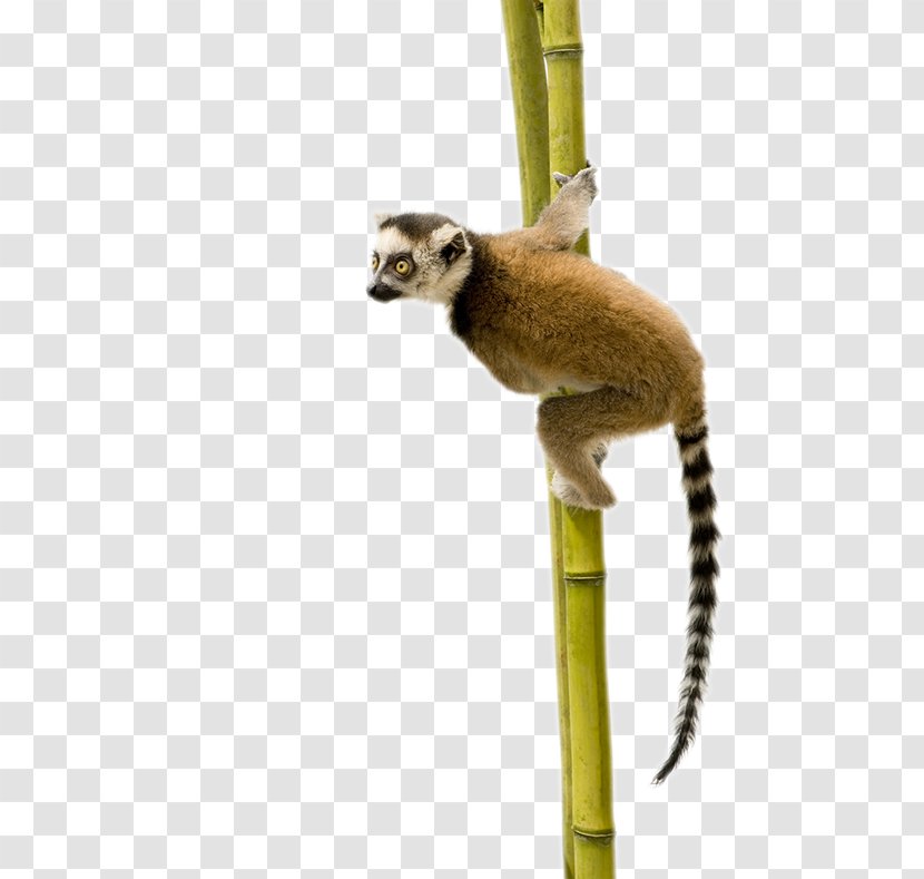 Ring-tailed Lemur Primate Sifaka - Fauna - Madagascar Transparent PNG