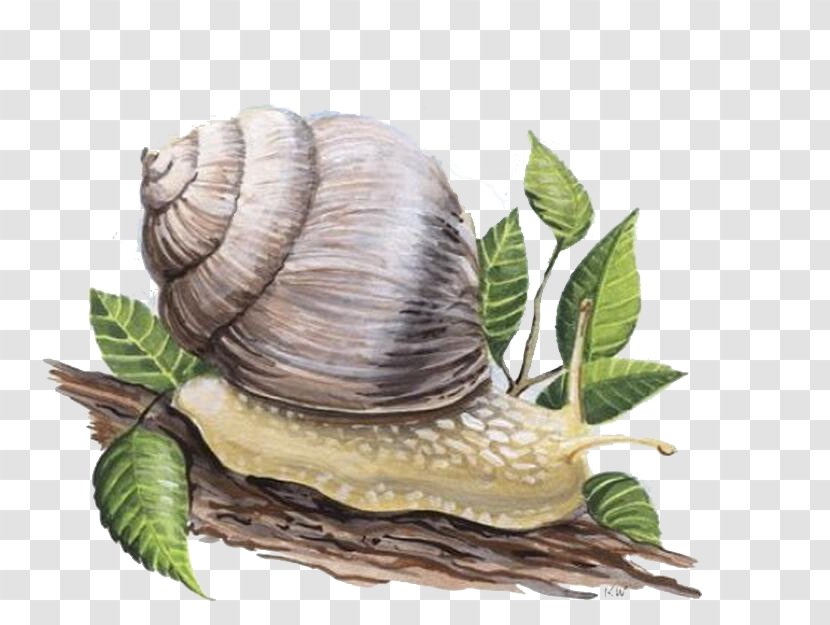 Snail Orthogastropoda Skin - Nasdaqjd - Snails Transparent PNG