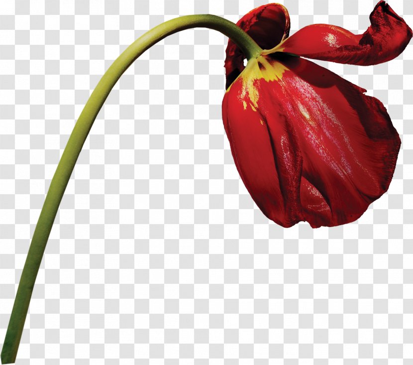 Tulip Flower Photography - Floral Patterns Transparent PNG